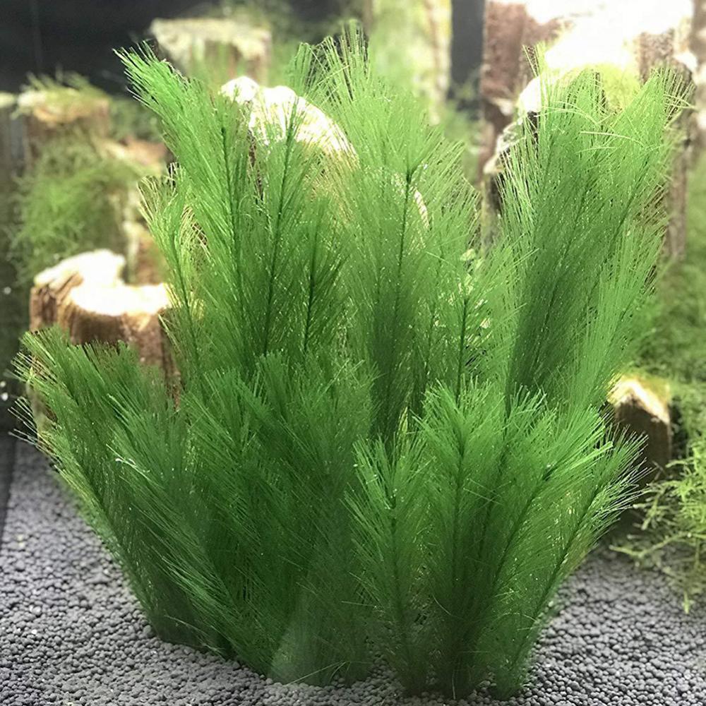 Aquarium Plants Live - 1/3 pçs 28/40cm aquário tanque de