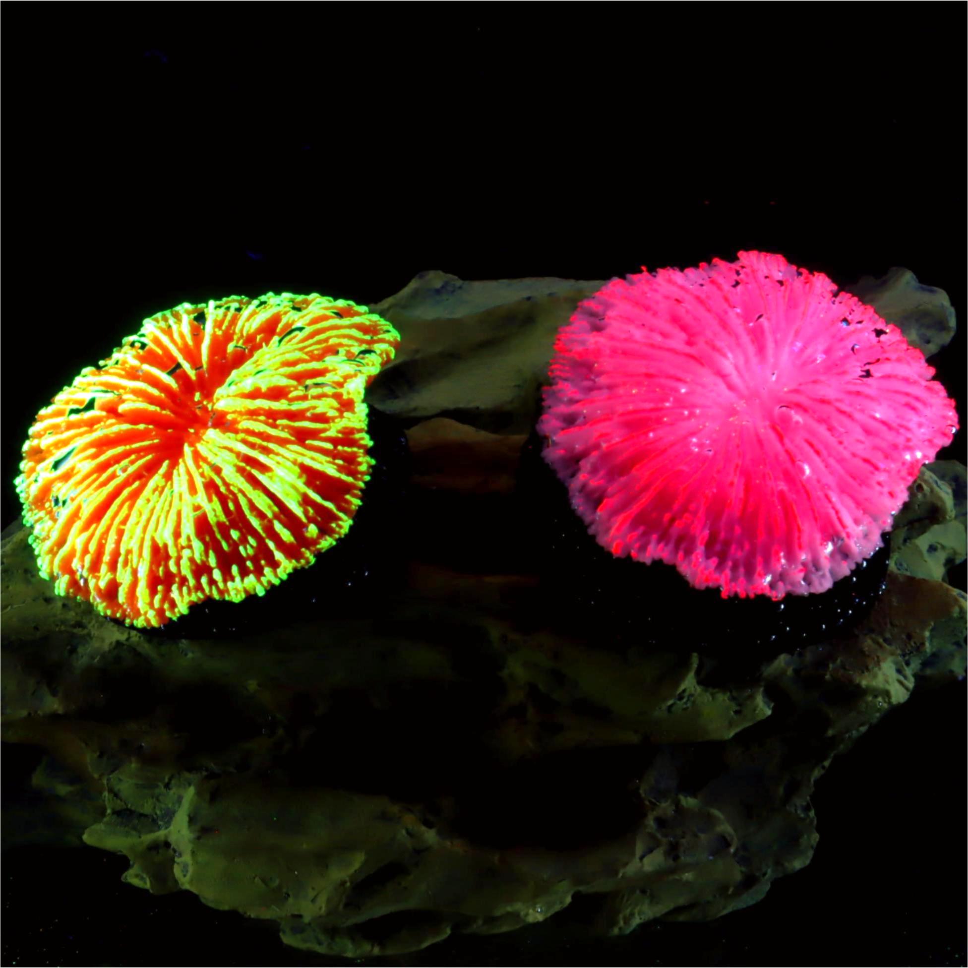 Aquarium Plants Live - 1 Peça de Decoração para Aquário,