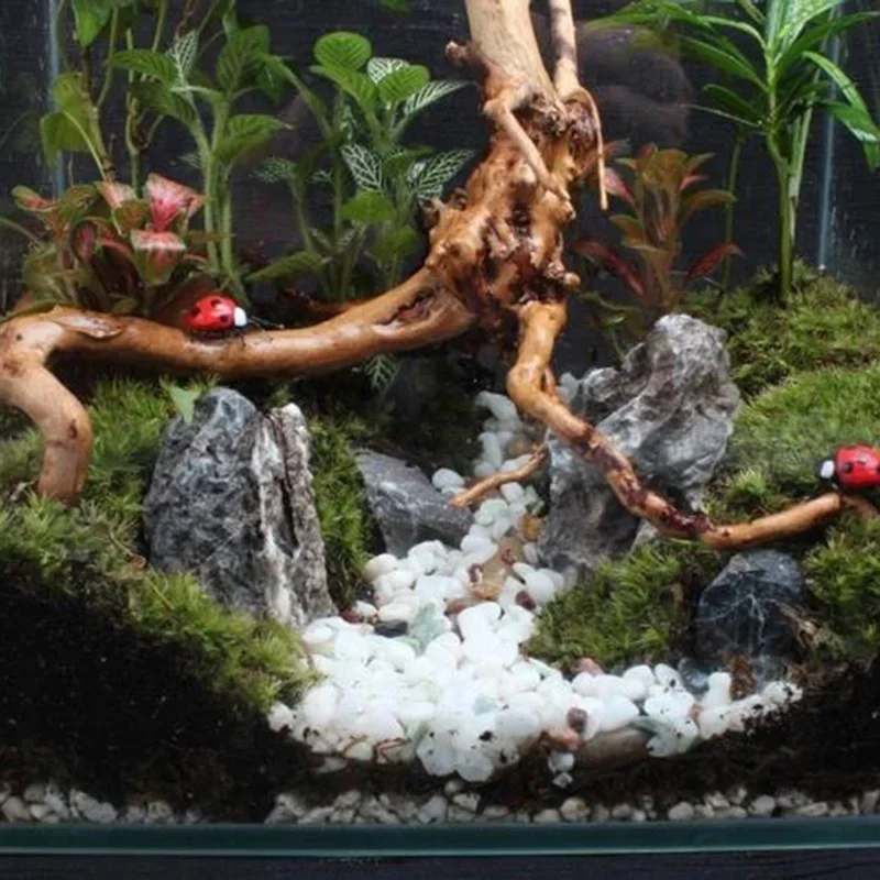 Natural Tree Tronco Driftwood  - Aquarium Plants Live avaliação e preço