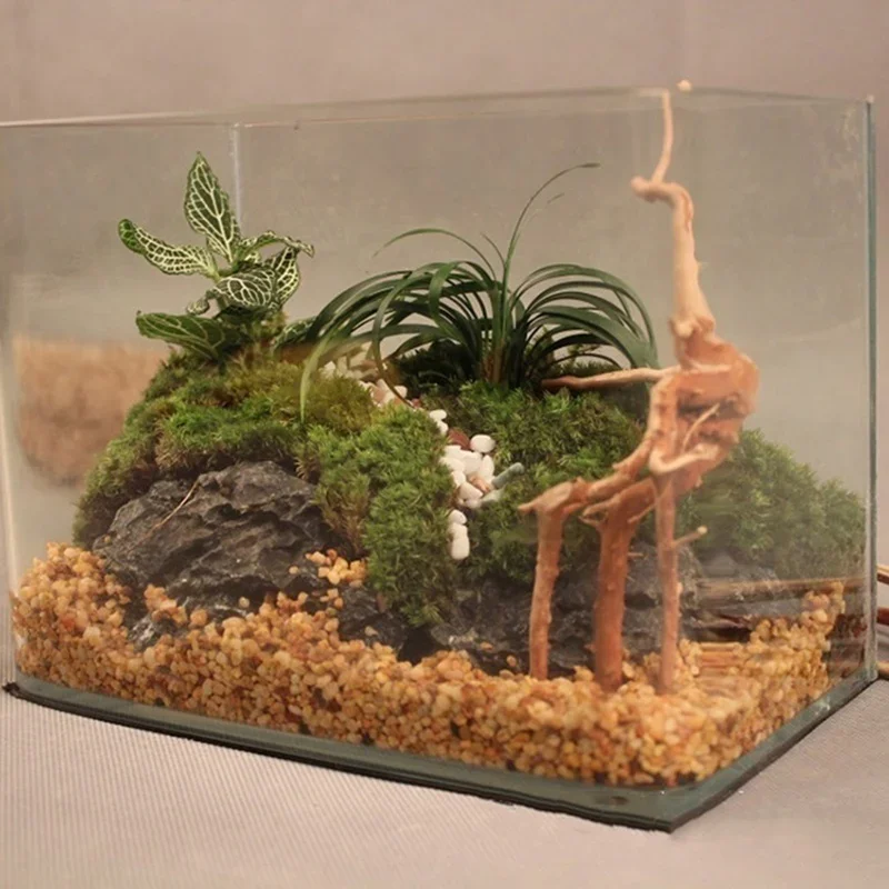 Natural Tree Tronco Driftwood  - Aquarium Plants Live avaliação e preço