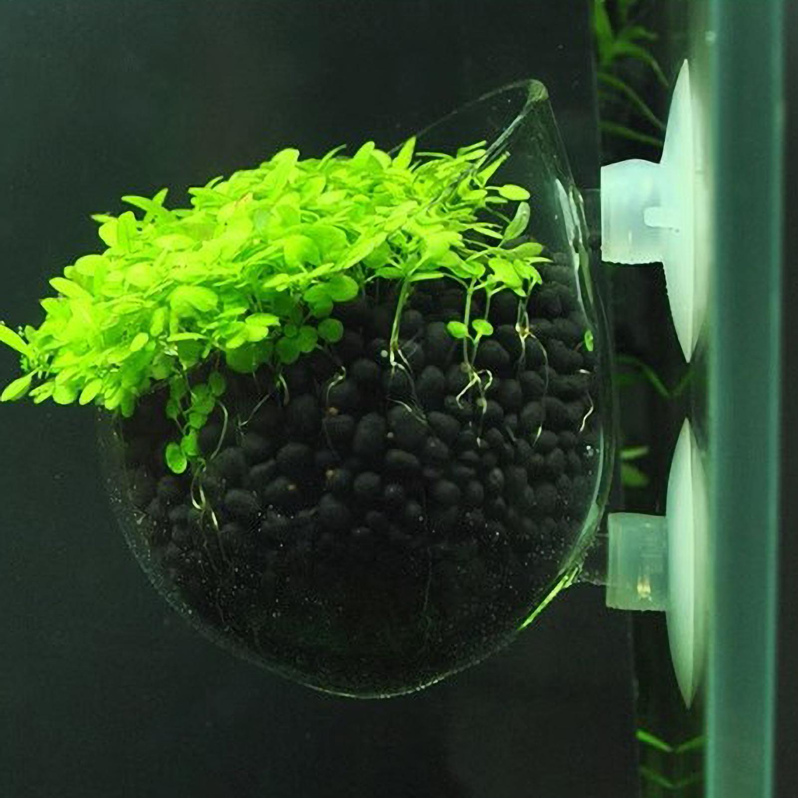 Suporte de Plantas para Aquári - Aquarium Plants Live avaliação e preço