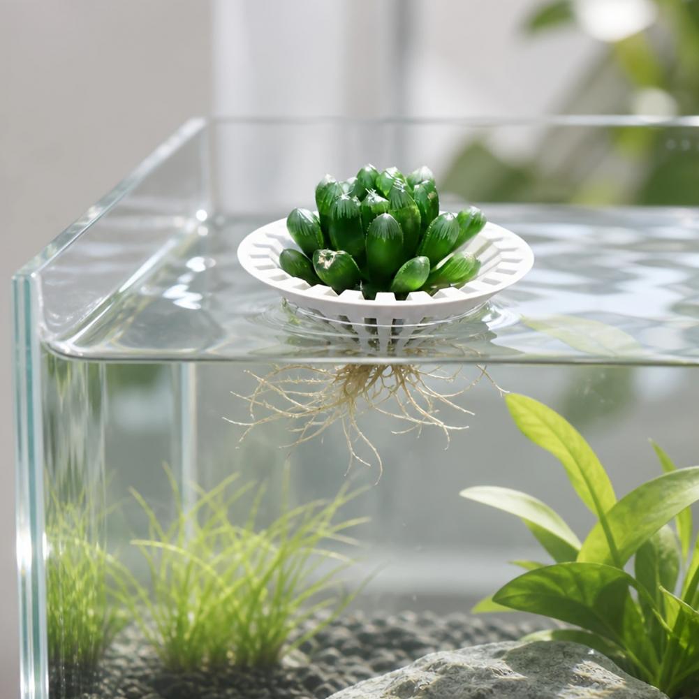 Vaso hidropônico para aquário, - Aquarium Plant Holder avaliação e preço