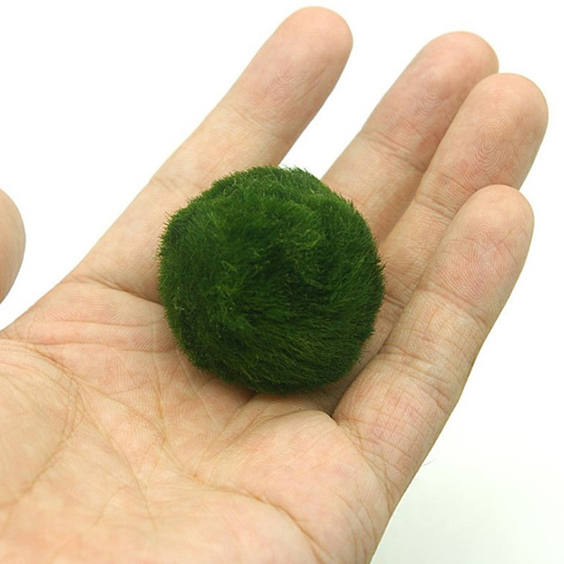 Marimo musgo bolas ao vivo aqu - Live Plant Aquarium avaliação e preço