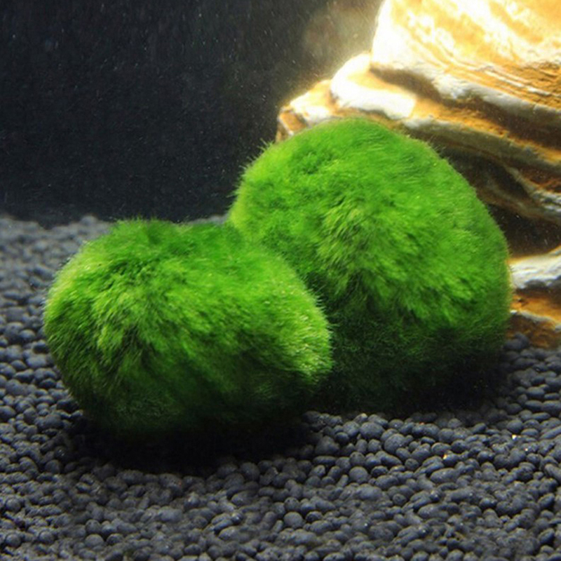 Marimo musgo bolas ao vivo aqu - Live Plant Aquarium avaliação e preço