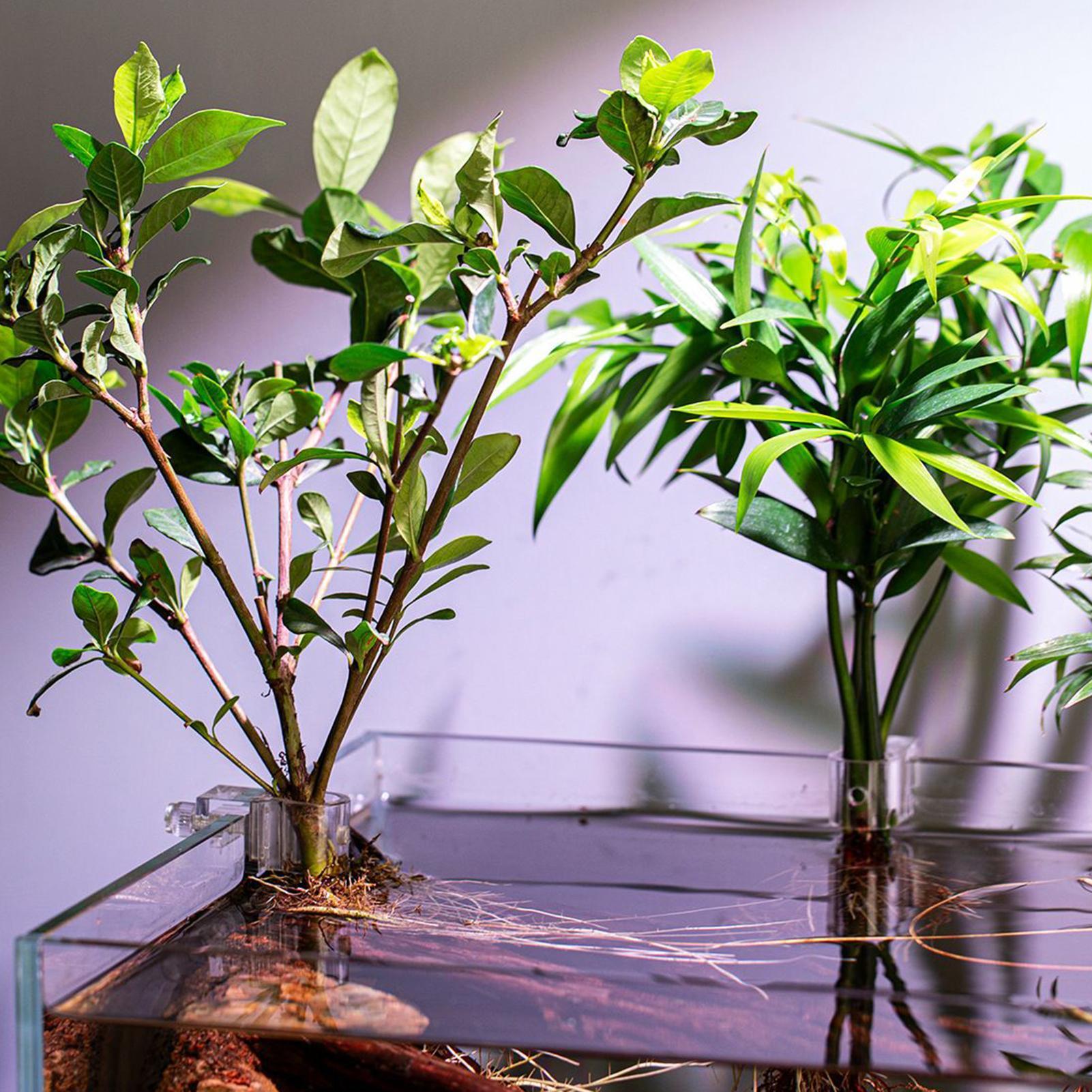 Suportes Transparentes para Pl - Aquarium Plants Live avaliação e preço