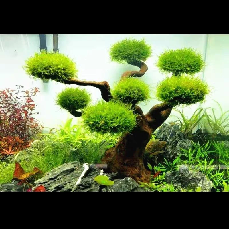 Aquário flutuante paisagismo d - Aquarium Driftwood avaliação e preço