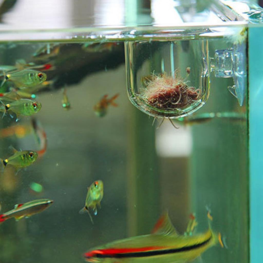 Cesto para alimentar peixes, v - Aquarium Plants Live avaliação e preço